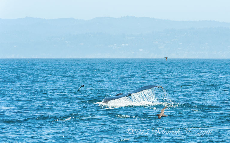 Hump Back Fluke_DMZ8019