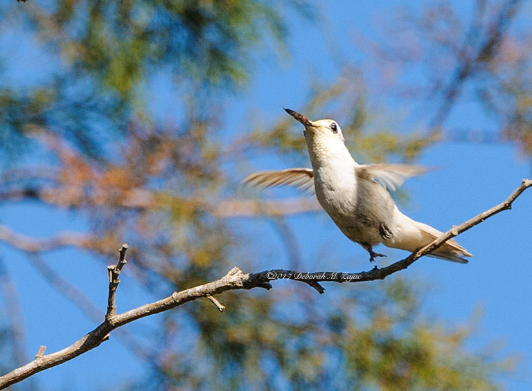 Leucistic Allen's Hummingbird