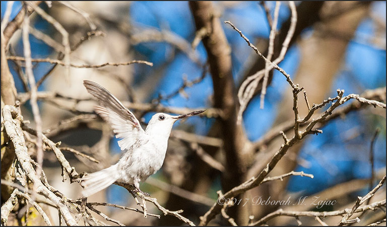 Leucistic Hummingbird
