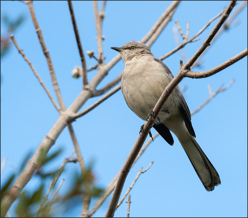 Mockingbird