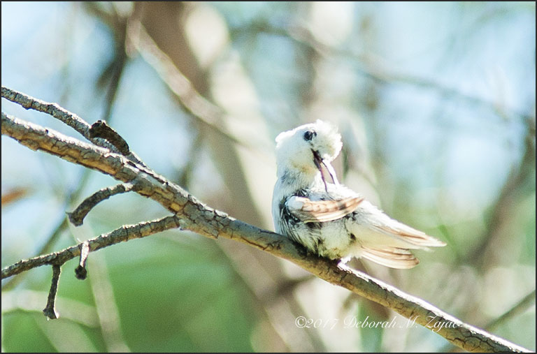 Preening Rare White Hummingbird