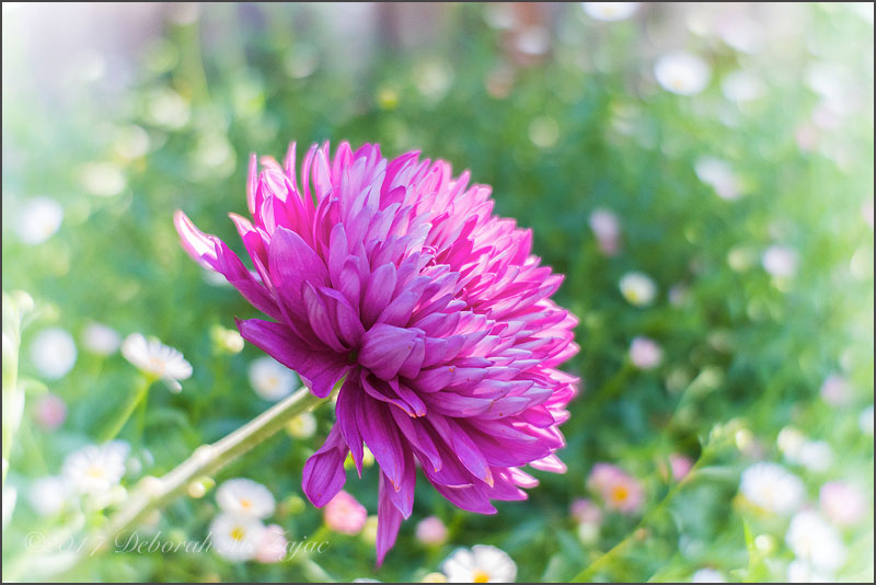 Flower with LensBaby