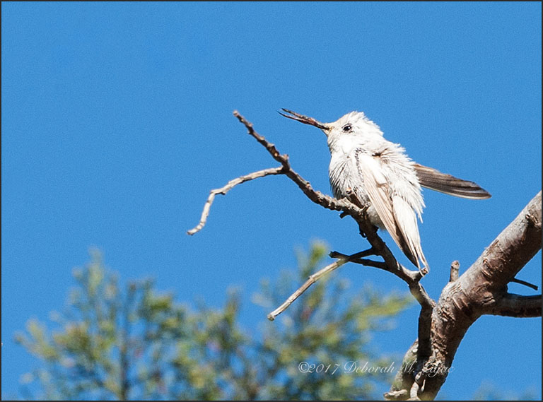 Rare White Hummingbird