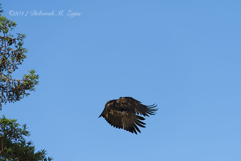 Oh! How do these Wings work again!