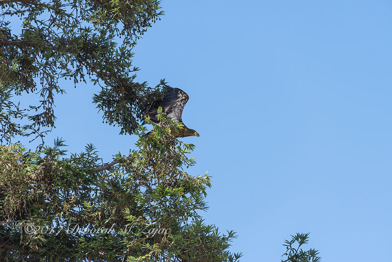 American Bald Eagle Fledgling Take Off
