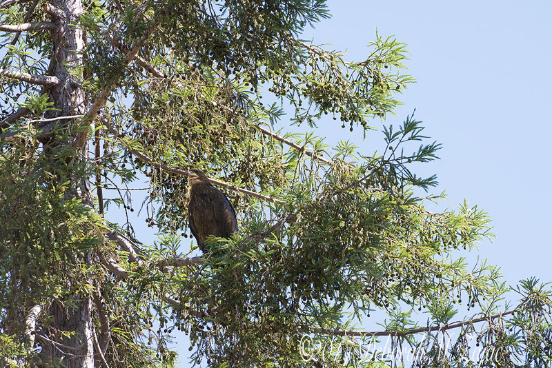 It's hot. How do I get back!