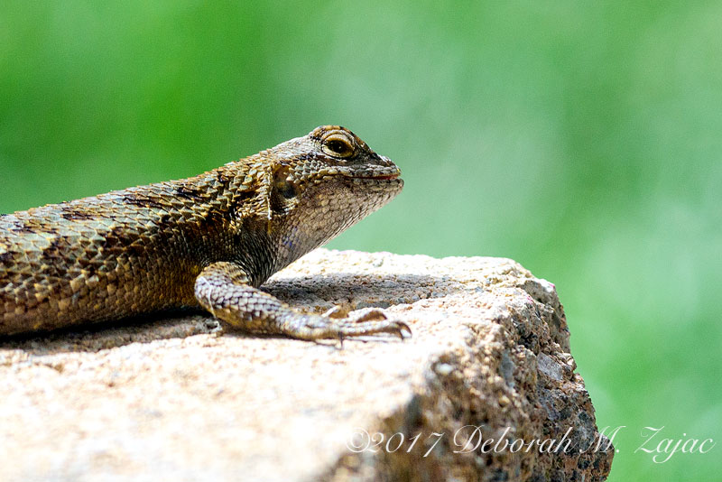 Western Fence Lizard