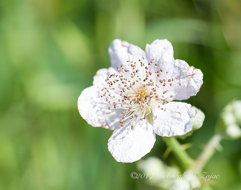 Wild berry blossom Spring