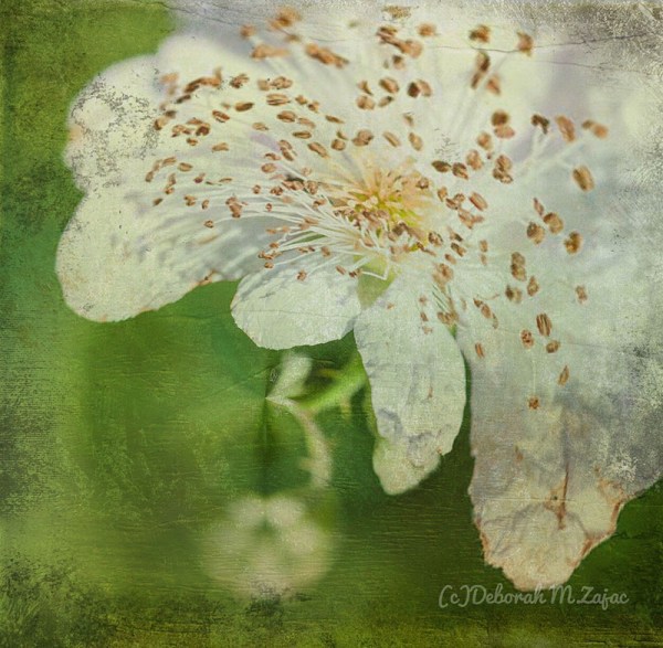 Cultivated Flowers