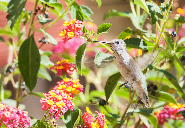 Anna's Hummingbird
