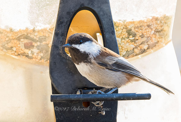 Look who's come for Breakfast