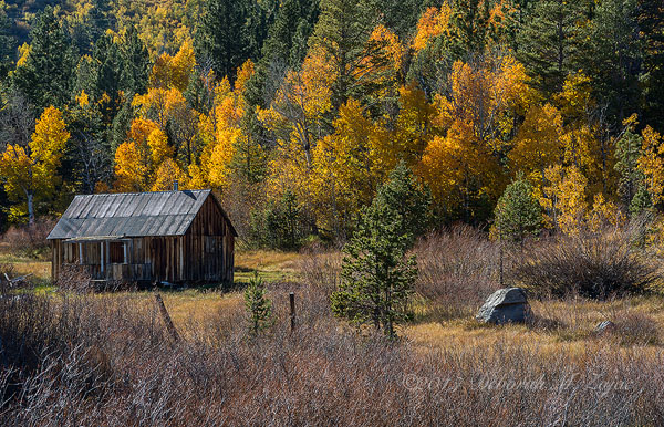 Copyright © Deborah M. Zajac ALL RIGHTS RESERVED