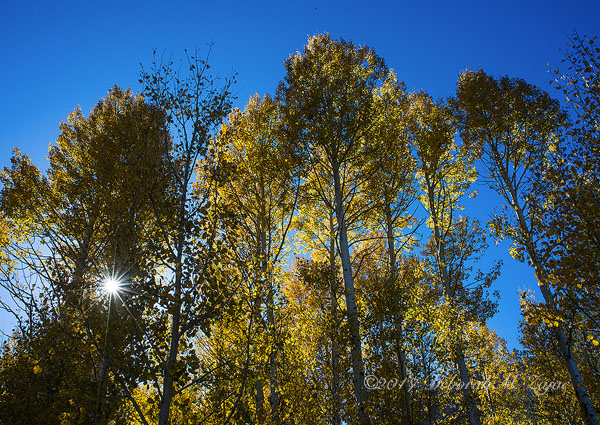 Fall Backlit_100917_4430