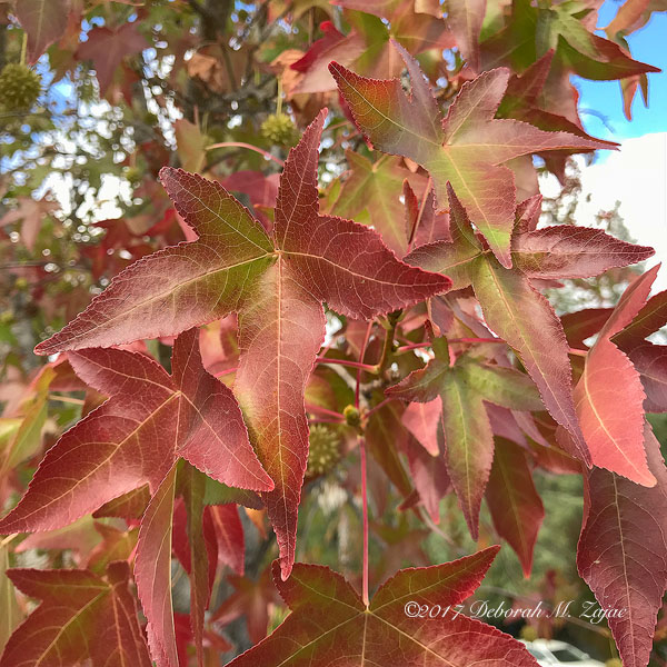Liquid Amber Leaves in Fall
