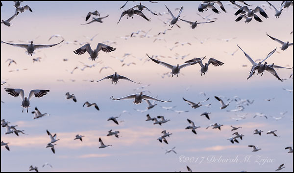 Snow Geese evening Fly-In