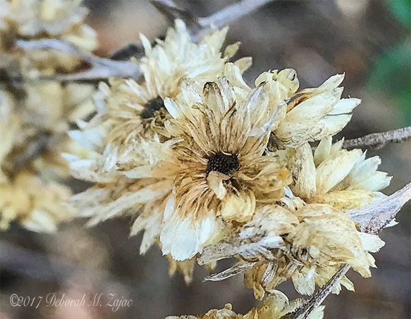 Naturally Dried_IMG_7872