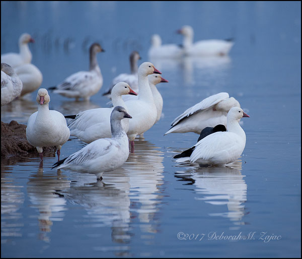 Wordless Wednesday 46/52 Ross's Goose and Snow Geese