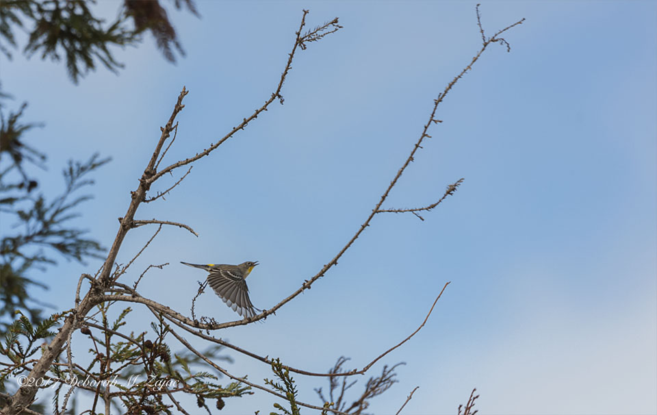 52 52 Yellow Rumped Warbler