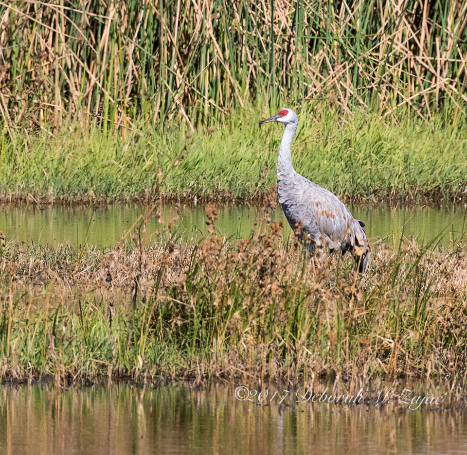 Sandhill Crane Adult