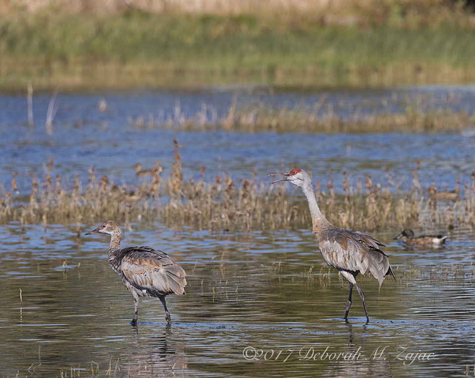 Sandhill Cranes Adult and Juvenile