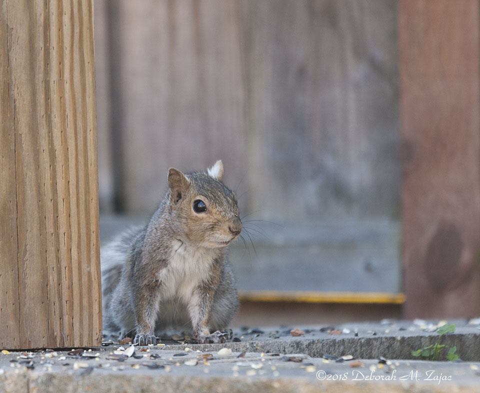 Bird Feeder Raider