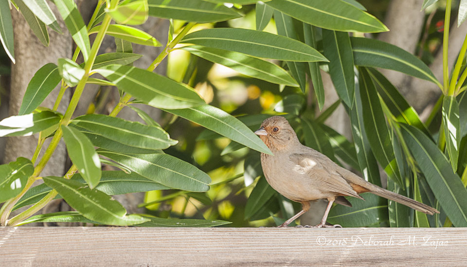 California Towhee