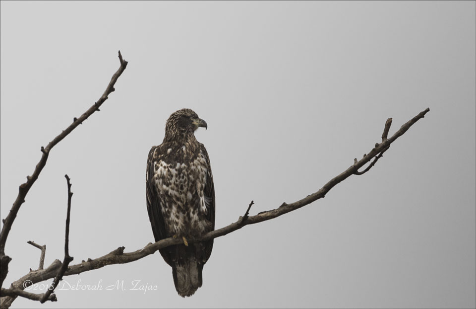 Juvenile Bald Eagle 3 yr old