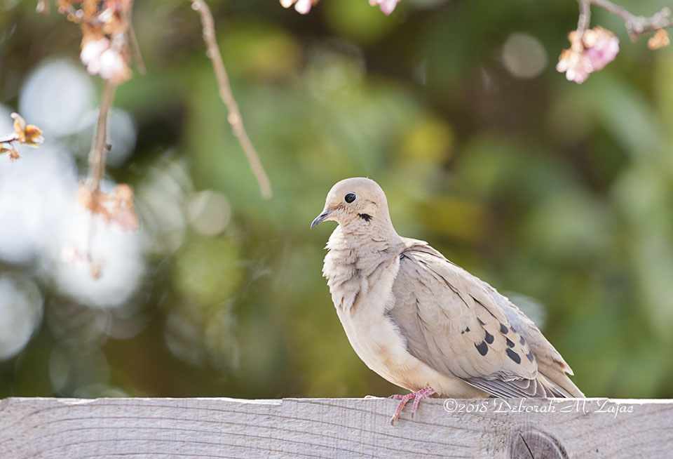 Morning Dove