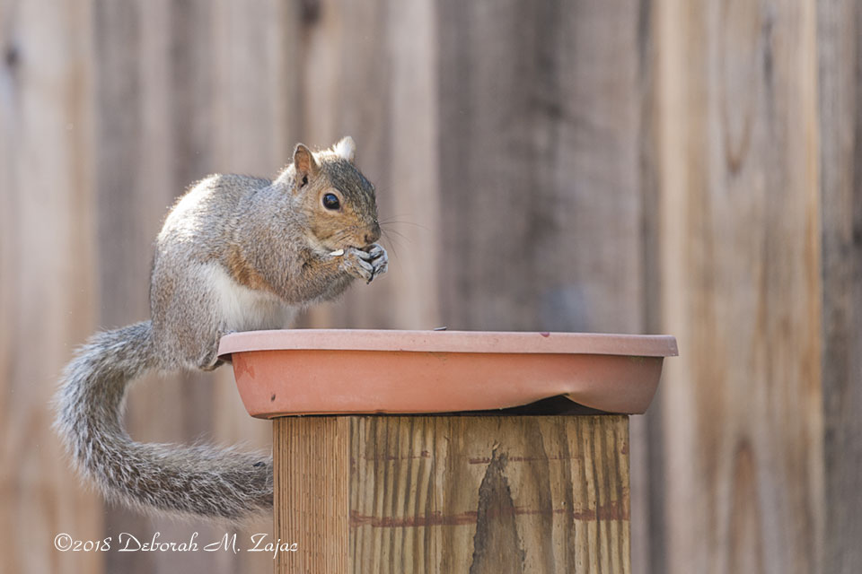 Squirrel at Bird Feeder