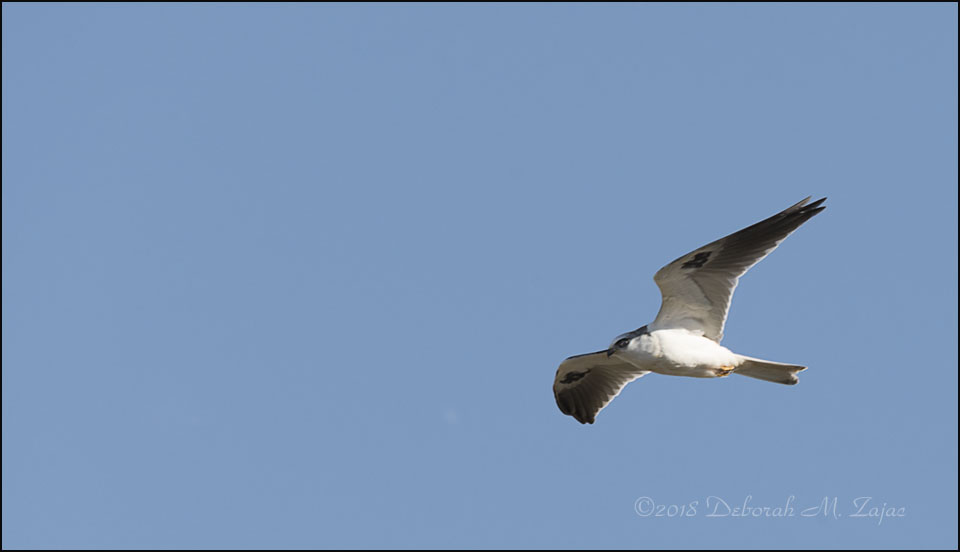 White-tailed Kite