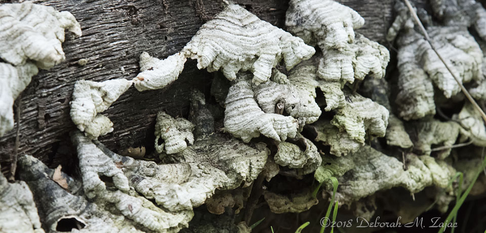 Shelf Mushrooms