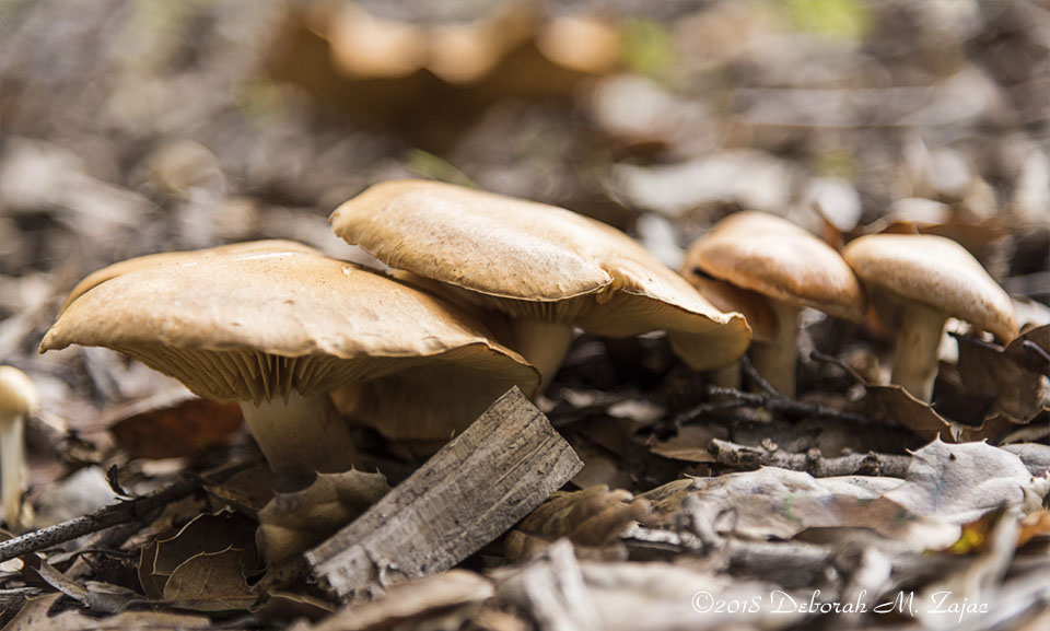 Wild Brown Mushrooms