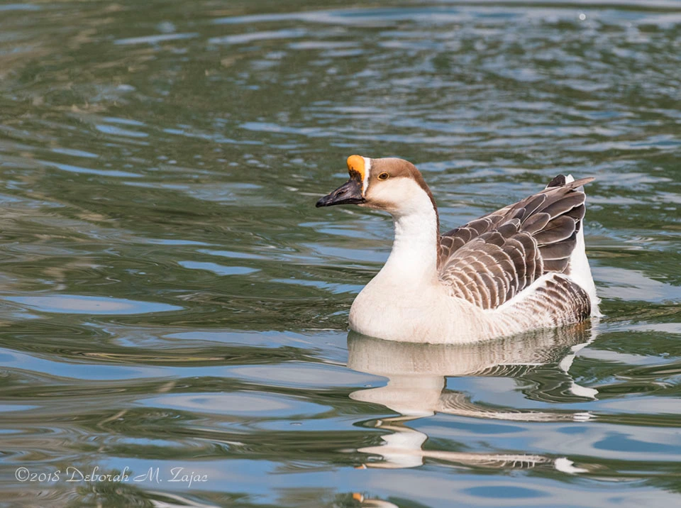 African Goose in the Pond