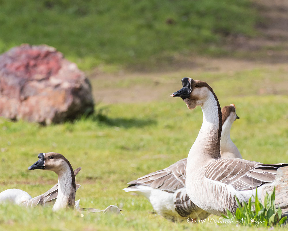 African Goose Male