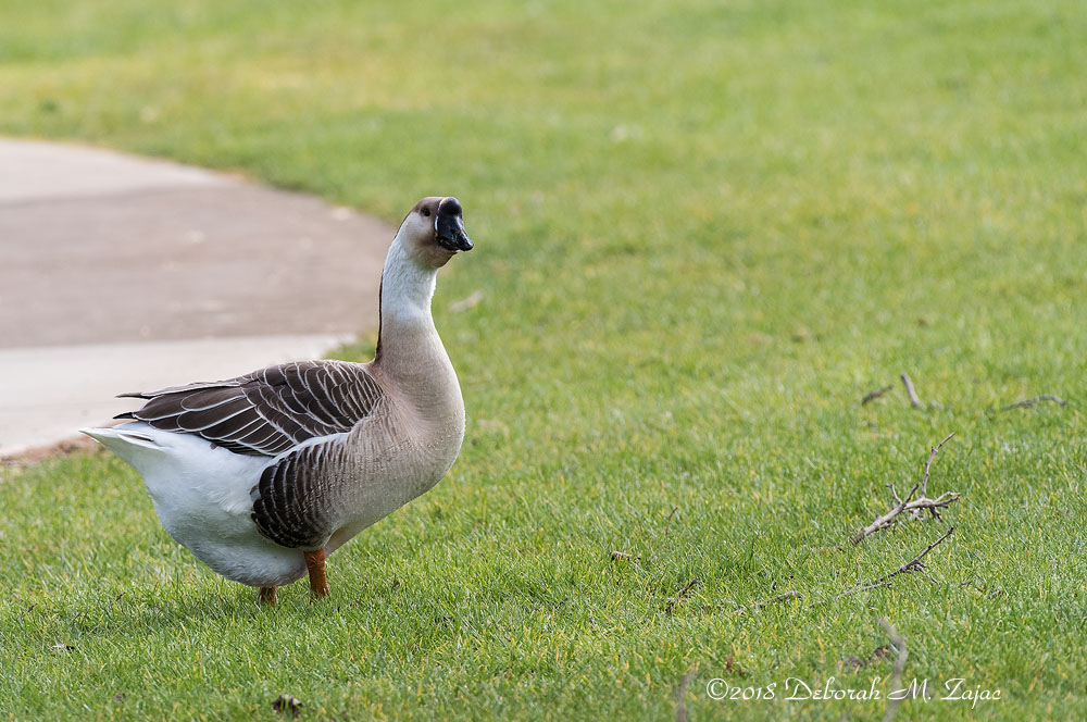 African Goose