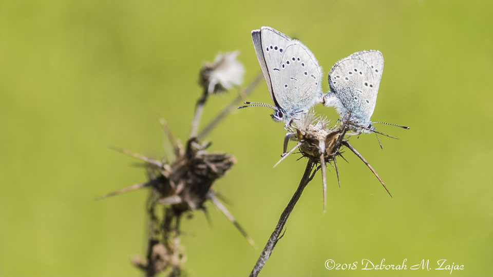 Silvery Gray Butterflies en Media Res 2