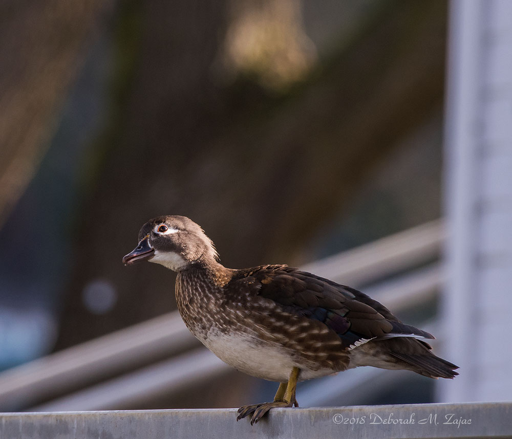 Wood Duck Female