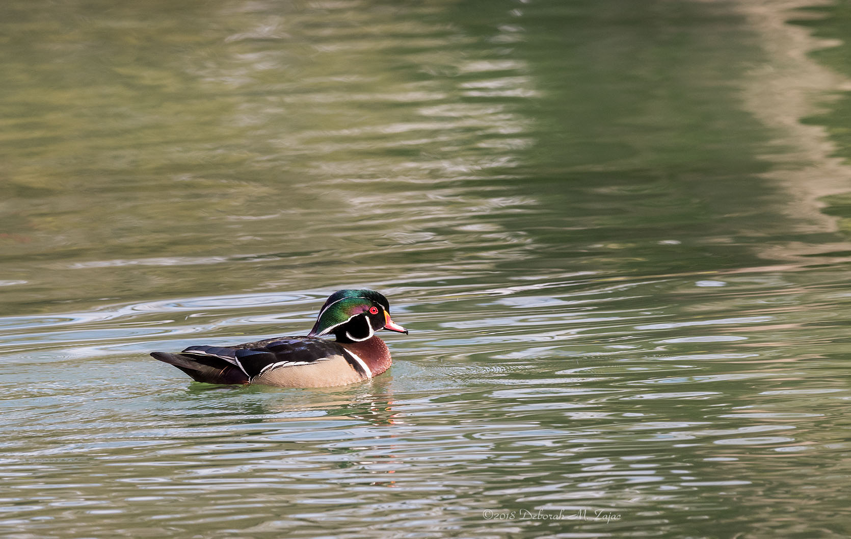 Wood Duck Male
