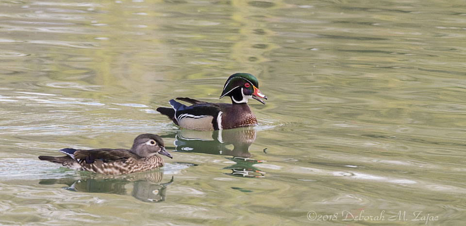Wood Duck Pair
