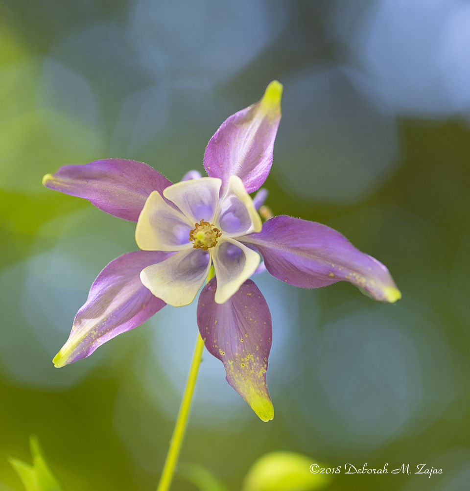 Columbine