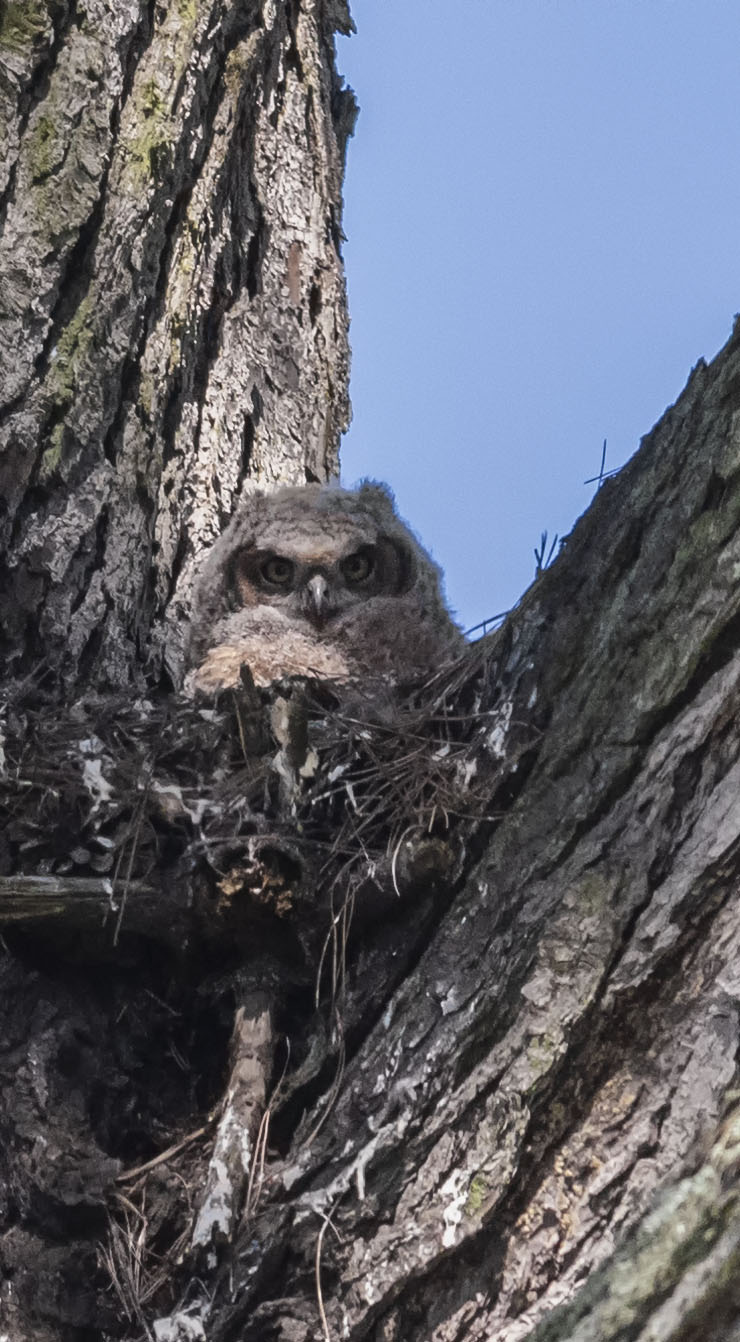 Owlet San Francisco CA_DMZ6629-3