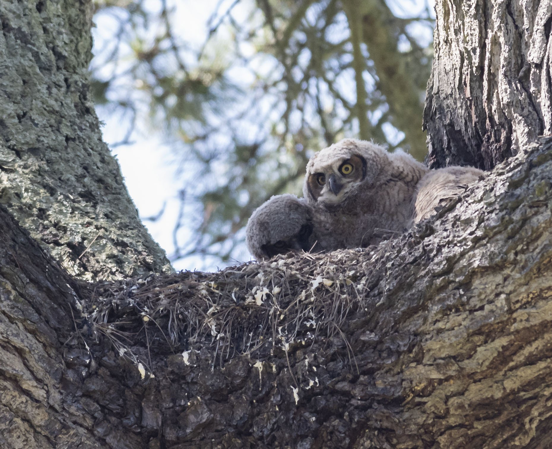 Owlets San Francisco CA_DMZ6602