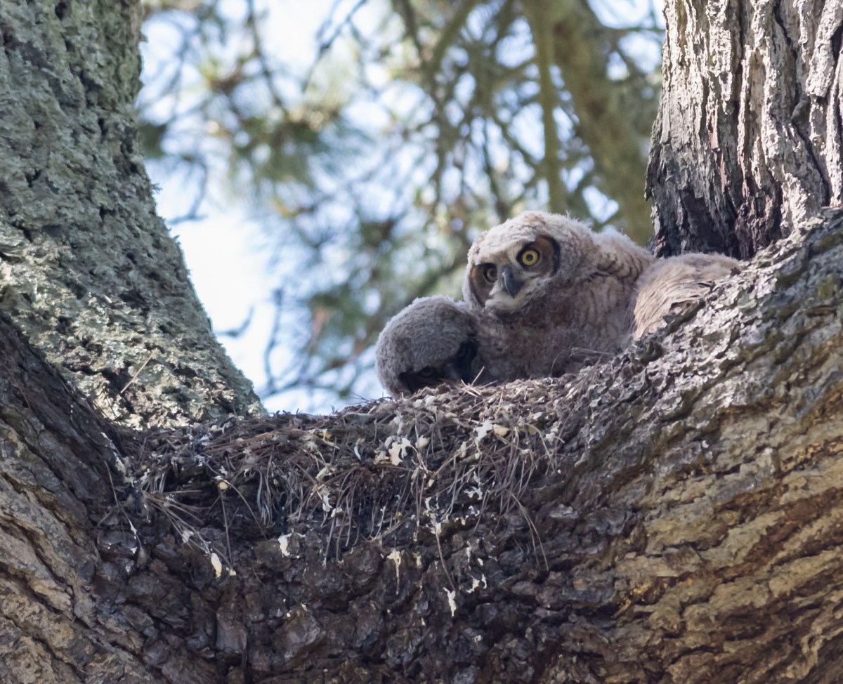 Owlets San Francisco CA_DMZ6602