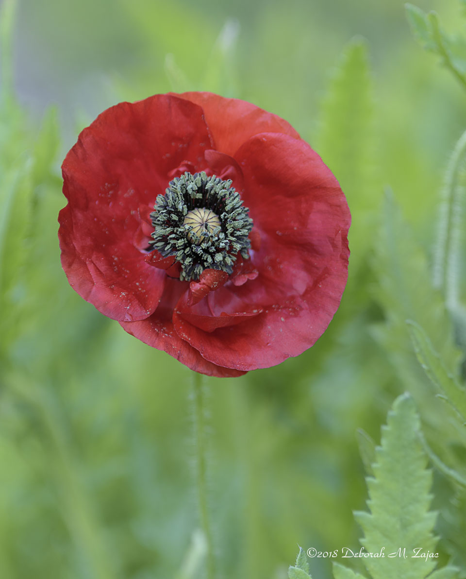 Red Poppy