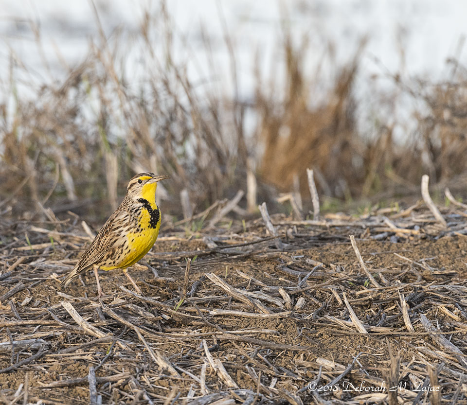 Western Meadowlark Male poser