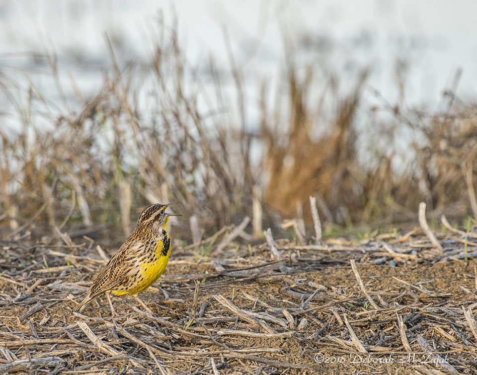Western Meadowlark Male Singing