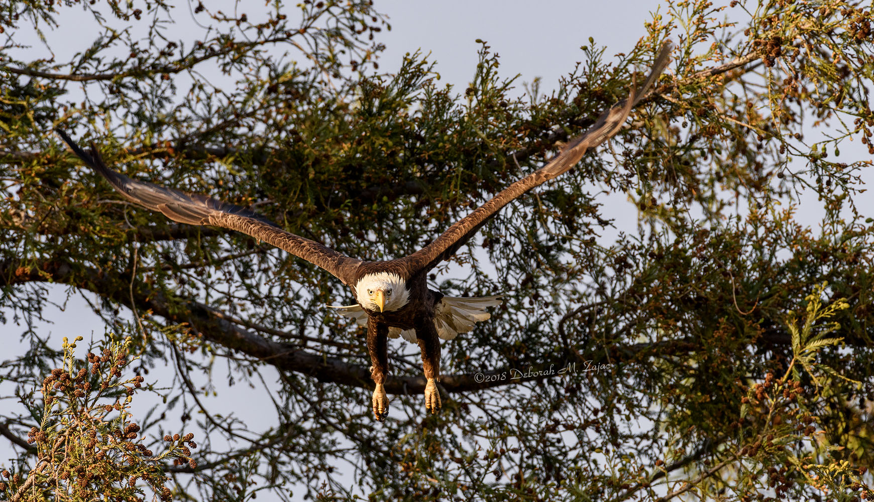 American Bald Eagle Adult Female