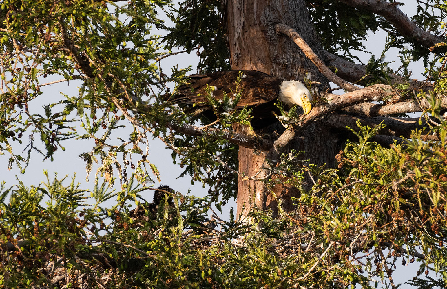 American Bald Eagle Adult Male