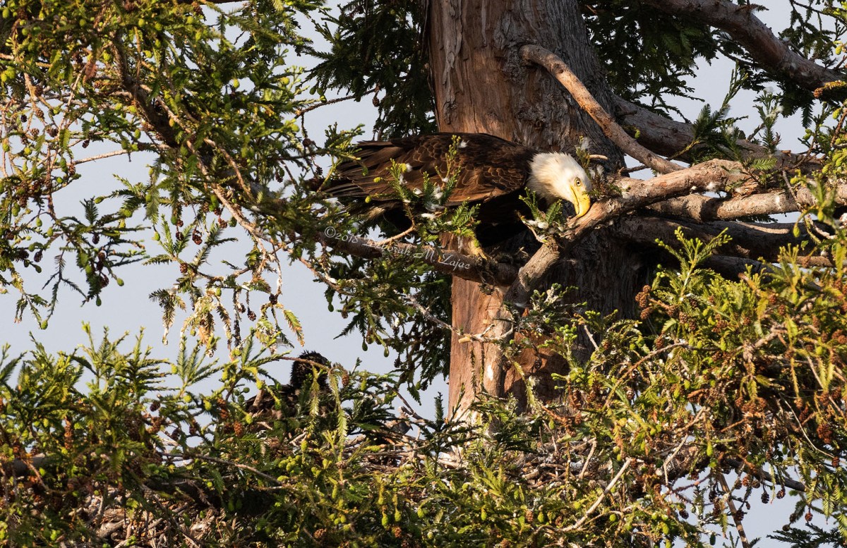 American Bald Eagle Adult Male