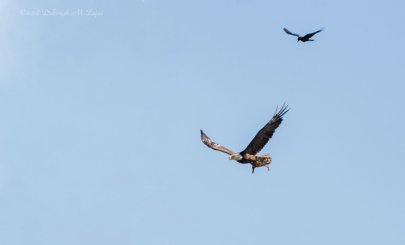 Milpitas Eagle Famale with Kill and Crow Chaser
